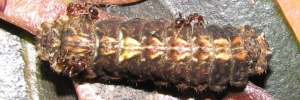 Hypochrysops narcissus narcissus - Final Larvae